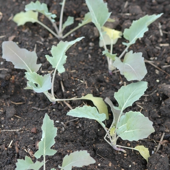 Brassica oleracea 'Eder' 