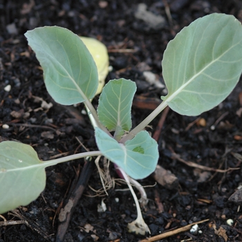 Brassica oleracea 'Farao'