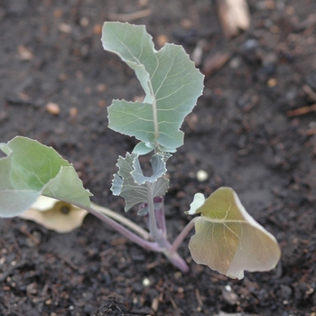 Brassica oleracea 'Graffitti'