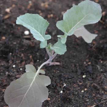 Brassica oleracea 'Gypsy' 