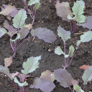 Brassica oleracea 'Kolibri'