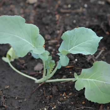 Brassica oleracea 'Premium Crop' 