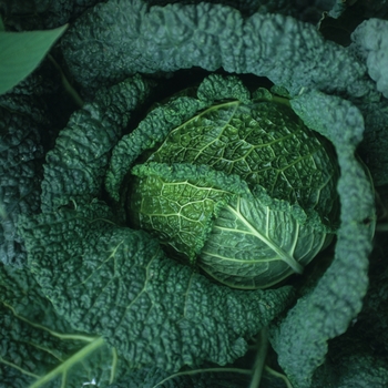 Brassica oleracea 'Primavoy'