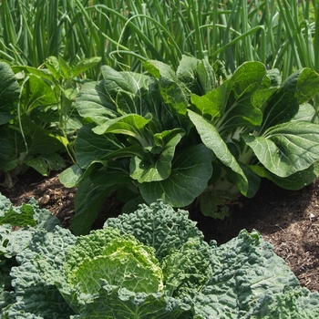 Brassica oleracea 'Red Rookie' 