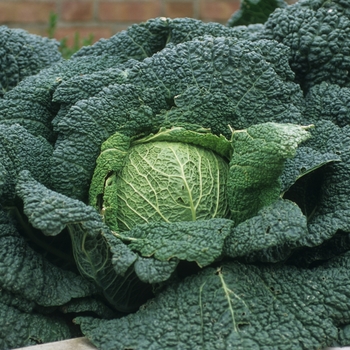 Brassica oleracea 'Wirosa'