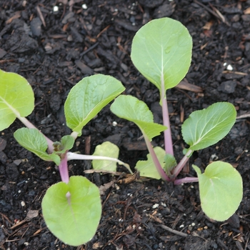 Brassica rapa 'Joi Choi'