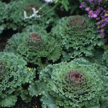 Brassica oleracea Kamome™ Red