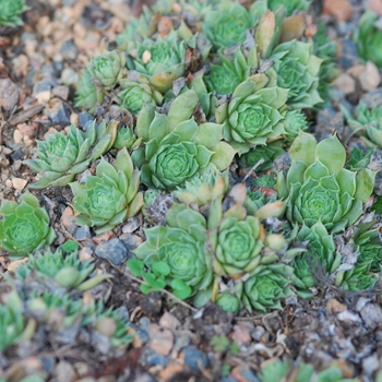 Sempervivum 'Braunii'