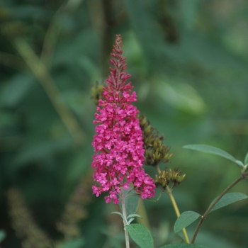 Buddleia davidii 'Summer Beauty' 