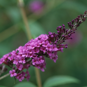 Buddleia davidii 'Dubonnet' 