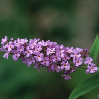 Buddleia davidii 'Fascination' 