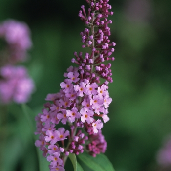 Buddleia davidii 'Floralort' 