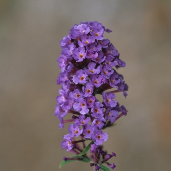 Buddleia davidii 'Nanho Blue'