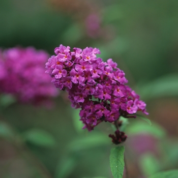 Buddleia davidii 'Nanho Purple' 