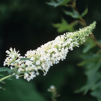 Buddleia davidii 'White Spread' 