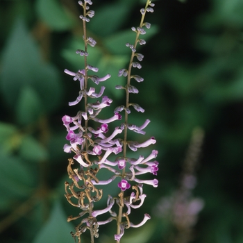 Buddleia hemsleyana