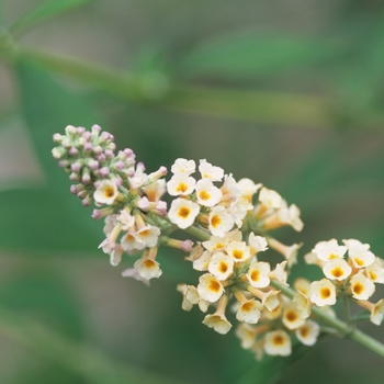 Buddleia x weyeriana 'Golden Crown' 