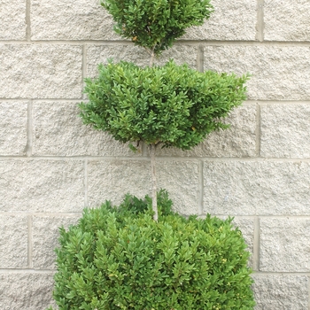 Buxus 