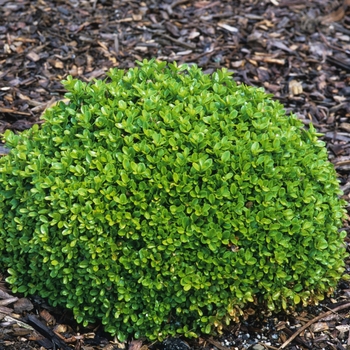 Buxus microphylla 'Green Pillow' 