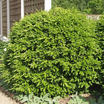 Buxus microphylla japonica