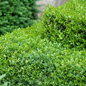 Buxus microphylla 'Sunnyside'