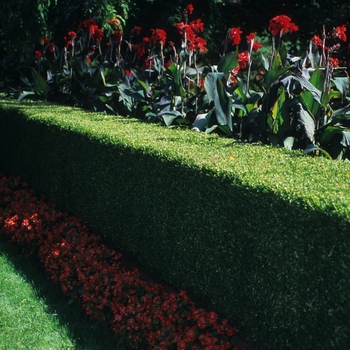 Buxus microphylla var. koreana