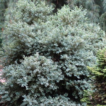 Buxus sempervirens 'Argenteo-variegata'
