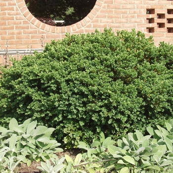 Buxus sempervirens 'Natchez'