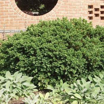 Buxus sempervirens 'Natchez' 