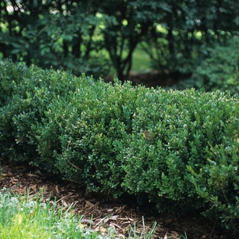 Buxus 'Northern Charm™'