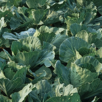 Brassica 'Early Jersey Wakefield' 