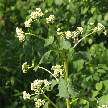 Cacalia muhlenbergii 