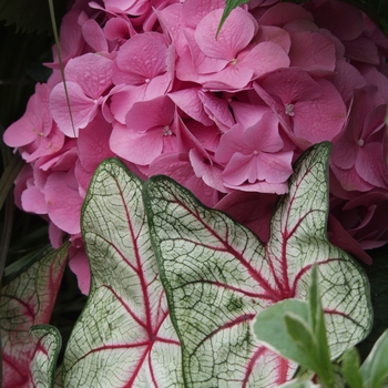 Caladium x hortulanum