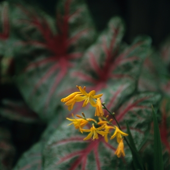 Caladium x hortulanum 'Mrs. Arno Nehrling' 