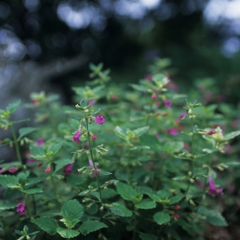 Calamintha grandiflora 'Variegata'