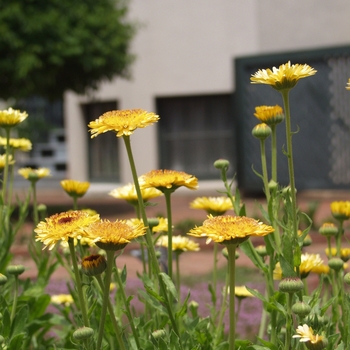 Calendula officinalis 'Kablouna Apricot' 