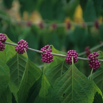 Callicarpa americana