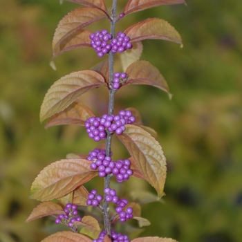 Callicarpa dichotoma 'Early Amethyst' 