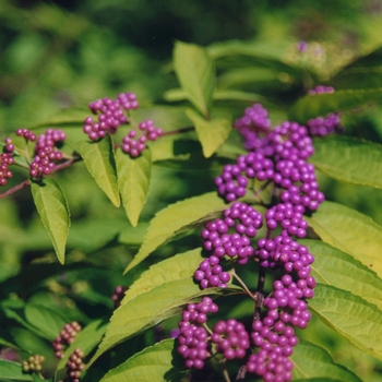 Callicarpa dichotoma 'Purple Pride'