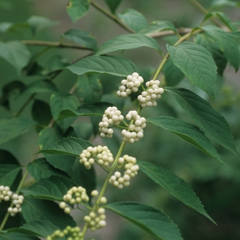 Callicarpa japonica 'Leucocarpa' 