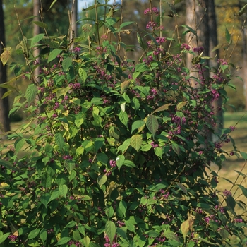 Callicarpa shikokiana