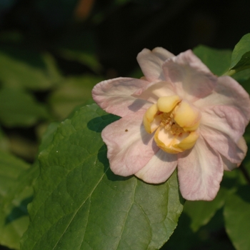 Calycanthus chinensis