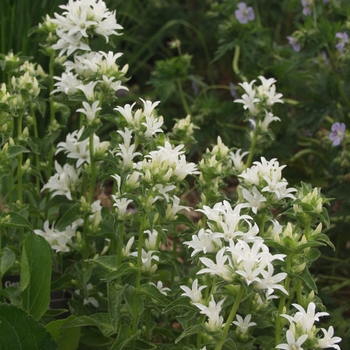 Campanula carpatica 'Alba' 