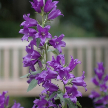 Campanula macrantha