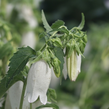 Campanula punctata