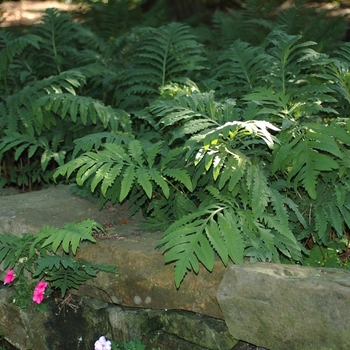 Camptosorus rhizhphyllus 