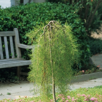 Caragana arborescens pendula 'Walker' 