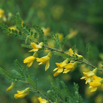 Caragana microphylla