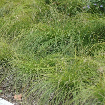 Carex radiata 