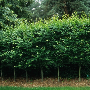 Carpinus betulus 'Fastigiata' 